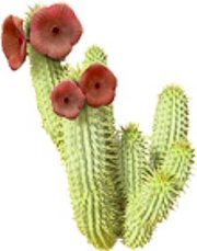 Der aus dem Hoodia gordonii Kaktus gewonnene natürliche und rezeptfreie Appetitzügler ist ein perfekter Appetithemmer.