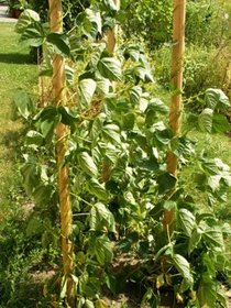 Obst Sorten und Gemüse Sorten: Frische Gartenbohnen - knackig, grün und gesund