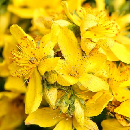 Agrimony – Bachblüte Nr. 1