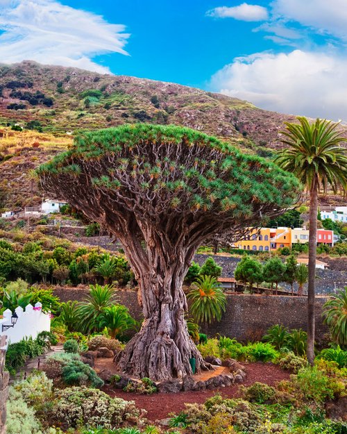 Der „tausendjährige“ Drachenbaum von Icod de los Vinos