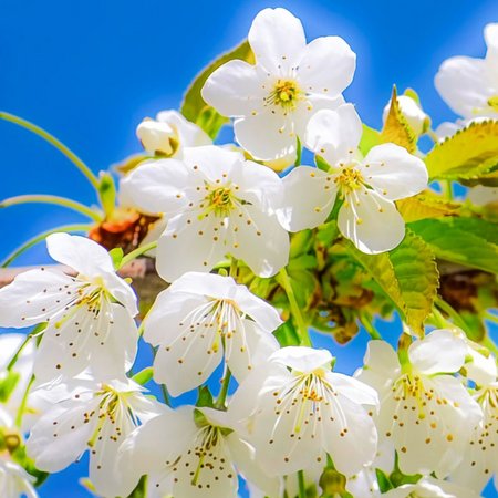 Cherry Plum – Bachblüte Nr. 6