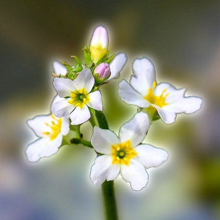 Water Violet – Bachblüte Nr. 34