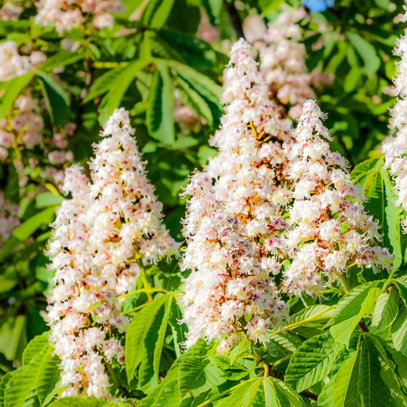 White Chestnut Bachblüte Nr. 35 Gedankenblüte