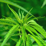 weiter zu - Cannabis Medizin
