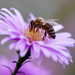 weiter zu - Insektengiftallergie: 5 Tipps